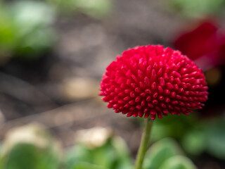 Pink chamomile flower close up