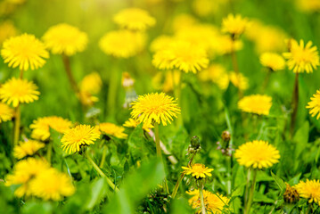 Yellow dandelions blooming on grass background
