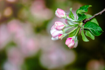 appletree blossom branch in the garden in spring
