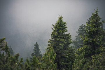 landscape in the forest with fog