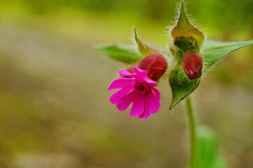 Fototapeta premium Wild flower with bright rose petals and green leaves on the lawn on a spring day