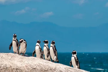 Zelfklevend Fotobehang African Penguins © Only Fabrizio