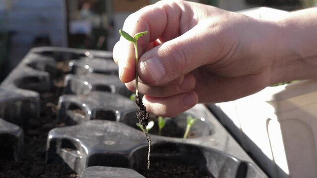 Seedling with green leaves close uo