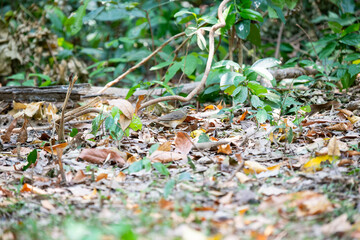 Eyebrowed Thrush