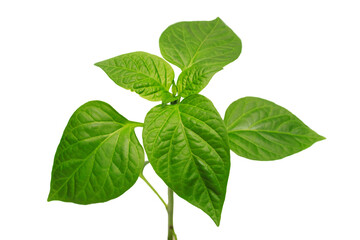Fototapeta premium Bell pepper seedling close-up on an isolated white background