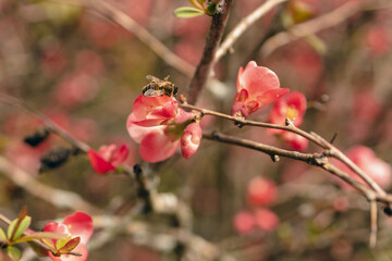 Fototapeta na wymiar Spring quince flowers with a honey bee