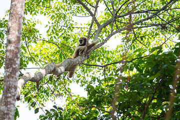 White - Handed Gibbon