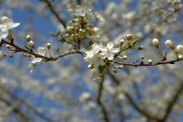 Blossom in spring