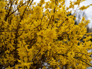 Naklejka na ściany i meble Blooming forsythia spring yellow beautiful bright flowers