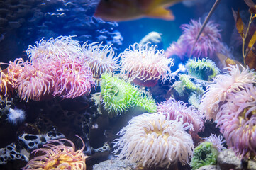 shallow coral reef with soft pink corals © Alevtina