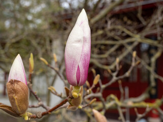 Fototapeta na wymiar Magnolia bloom in spring. delicate magnolia flowers bathed in sunlight.
