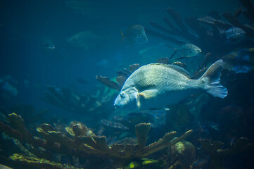 flocks of fish in the shallow water of a coral reef with a sandy bottom