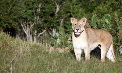 Alert lioness in early morning sunshine, Eastern Cape, South Africa
