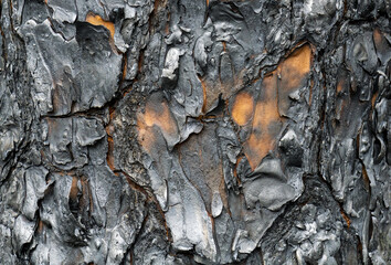 A burned pine tree trunk after a forest fire provides a surprisingly beautiful pattern