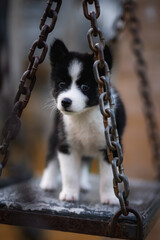 Black and white puppies of the Siberian Husky breed.