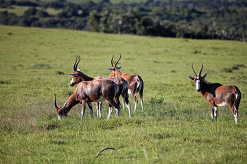 Group of Blesbok in early morning sunshine, Eastern Cape, South Africa
