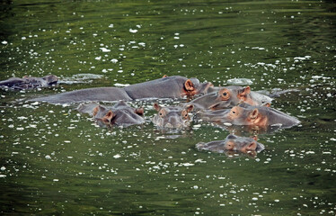 Group of Hippos gathered closely together in a waterhole, Eastern Cape, South Africa
