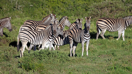 Fototapeta na wymiar Herd of zebra in early morning sunshine, Eastern Cape, South Africa 