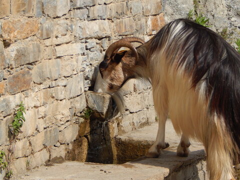 Un bouc qui a trouv&eacute; de quoi se rafraichir dans un jolie petit village des hauts de Corse 