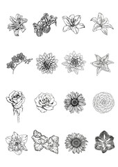 set of flowers Vector ink hand drawing