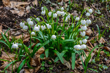 Snowflake flowers in a garden