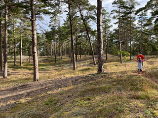 Byxelkrok , Öland, Schweden, Wald,  - obrazy, fototapety, plakaty