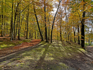 Wald, Frühling, Brandenburg, Barnim, Hellsee