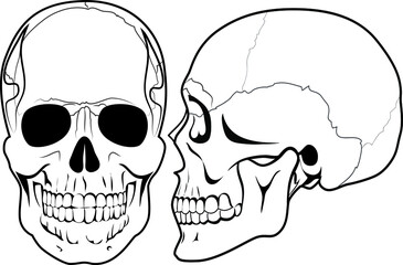 Human skulls in different positions in monochrome style isolated vector illustration