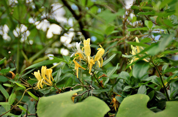 Na mata as flores amarelas e brancas da Lonicera japonica