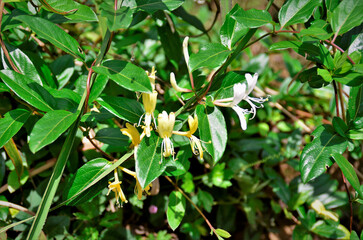 Folhagem e flores da Lonicera japonica