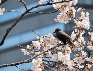 桜の枝にとまっている野鳥