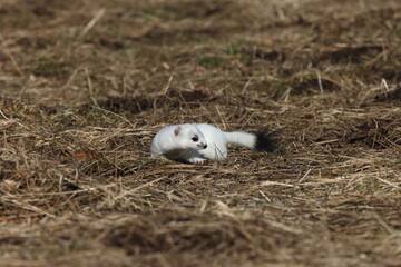 Stoat (Mustela erminea) Swabian Alps  Germany