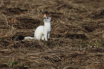 Stoat (Mustela erminea) Swabian Alps  Germany