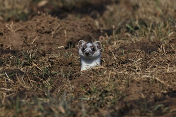 Stoat (Mustela erminea) Swabian Alps  Germany