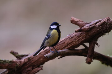 great tit (Parus major) Germany