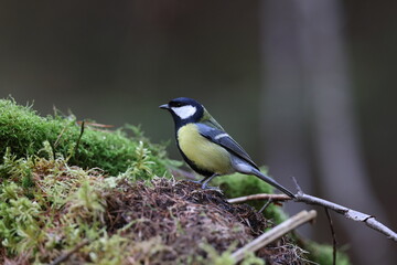 great tit (Parus major) Germany