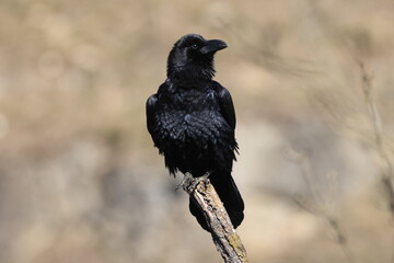 common raven (Corvus corax) Germany
