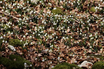 Leucojum vernum, called the spring snowflake  Swabian Alps  Germany