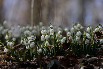 Leucojum vernum, called the spring snowflake  Swabian Alps  Germany