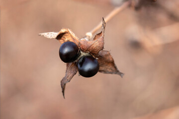 Wilted flower from last fall with seeds