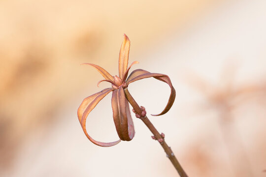 Wilted flower from last fall