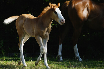 Bald face paint horse foal colt during spring season on western ranch.