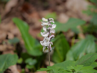 Weisser Hohler Lerchensporn (Corydalis cava)