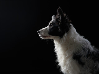 Border Collie dog on a black background. Funny pet in the studio