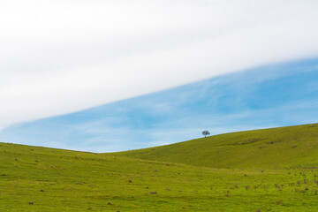 Fototapeta na wymiar Lonely bare tree on green hills and blue cloudy sky