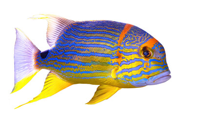 Sailfin snapper fish or blue-lined sea bream isolated on white background. Symphorichthys spilurus species living in eastern Indian Ocean and western Pacific Ocean and Western Australia Great Barrier.