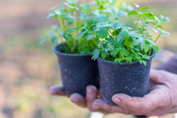 Gardening, preparing two pots of herbs to be planted in the soil