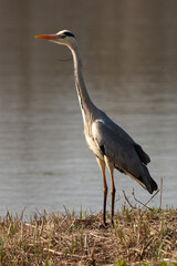 Héron cendré, Ardea cinerea, Grey Heron