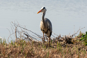 Héron cendré, Ardea cinerea, Grey Heron