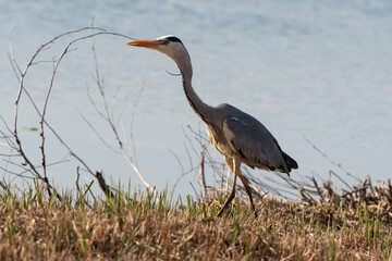 Héron cendré, Ardea cinerea, Grey Heron
